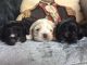 American Cocker Spaniel Puppies for sale in San Diego, CA, USA. price: NA