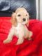 American Cocker Spaniel Puppies for sale in Houston, TX, USA. price: NA