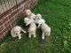 American Cocker Spaniel Puppies for sale in Murfreesboro, TN, USA. price: $450