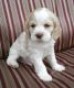 American Cocker Spaniel Puppies for sale in Denver, CO, USA. price: NA