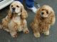 American Cocker Spaniel Puppies for sale in Allen St, New York, NY 10002, USA. price: NA