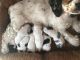 American Cocker Spaniel Puppies for sale in Palm Springs, CA 92262, USA. price: $500