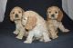 American Cocker Spaniel Puppies for sale in New Castle, PA, USA. price: $500