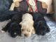 American Cocker Spaniel Puppies for sale in Erie, PA, USA. price: NA