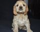 American Cocker Spaniel Puppies for sale in Florence St, Denver, CO, USA. price: NA