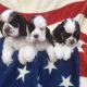 American Cocker Spaniel Puppies for sale in Texas Ave, Houston, TX, USA. price: NA