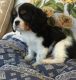 American Cocker Spaniel Puppies for sale in Jacksonville, FL, USA. price: NA