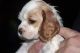 American Cocker Spaniel Puppies for sale in Edison, NJ, USA. price: $700