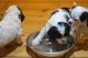 American Cocker Spaniel Puppies for sale in Clifton, NJ, USA. price: NA