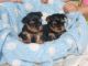 American Cocker Spaniel Puppies for sale in Kasota, MN, USA. price: $400