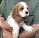 American Cocker Spaniel Puppies for sale in Greenwood, DE 19950, USA. price: NA