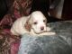 American Cocker Spaniel Puppies for sale in Pine City, MN 55063, USA. price: $700