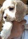 American Cocker Spaniel Puppies for sale in Stockton, CA, USA. price: $700