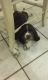 American Cocker Spaniel Puppies for sale in Eclectic, AL 36024, USA. price: NA