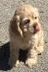 American Cocker Spaniel Puppies for sale in Grace City, ND 58445, USA. price: NA