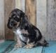 American Cocker Spaniel Puppies for sale in Hopkins, SC 29061, USA. price: NA