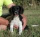 American Cocker Spaniel Puppies for sale in Elkland, MO 65644, USA. price: NA