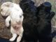 American Cocker Spaniel Puppies for sale in Spartanburg, SC, USA. price: $450