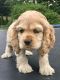 American Cocker Spaniel Puppies for sale in Martinsville, IN 46151, USA. price: NA