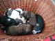 American Cocker Spaniel Puppies for sale in Lawrenceburg, KY 40342, USA. price: $900
