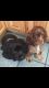 American Cocker Spaniel Puppies for sale in Helena, MT, USA. price: NA