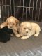 American Cocker Spaniel Puppies for sale in Redford Charter Twp, MI, USA. price: $600