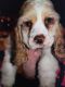 American Cocker Spaniel Puppies for sale in Independence, KY, USA. price: $750