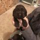 American Cocker Spaniel Puppies for sale in Washburn, ND 58577, USA. price: NA