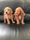 American Cocker Spaniel Puppies for sale in Detroit, MI, USA. price: $700