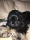 American Cocker Spaniel Puppies for sale in Plano, TX 75074, USA. price: NA