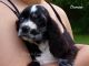 American Cocker Spaniel Puppies for sale in Elkland, MO 65644, USA. price: NA