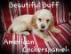 American Cocker Spaniel Puppies for sale in Conyers, GA, USA. price: NA