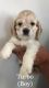 American Cocker Spaniel Puppies for sale in Ezel, KY 41425, USA. price: $700