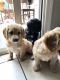 American Cocker Spaniel Puppies for sale in Antelope, CA, USA. price: NA