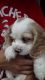 American Cocker Spaniel Puppies for sale in Willcox, AZ 85643, USA. price: $500