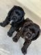 American Cocker Spaniel Puppies for sale in Austin, TX, USA. price: NA