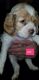 American Cocker Spaniel Puppies for sale in Brandon, FL 33511, USA. price: $1,000