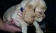 American Cocker Spaniel Puppies for sale in Brandon, FL 33511, USA. price: $1,000