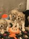 American Cocker Spaniel Puppies for sale in Barrington, RI, USA. price: $1,500