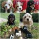 American Cocker Spaniel Puppies for sale in Fort Worth, TX, USA. price: NA