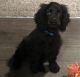 American Cocker Spaniel Puppies for sale in Kansas City, MO, USA. price: NA