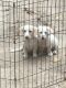 American Cocker Spaniel Puppies for sale in Moss Point, MS, USA. price: $20