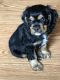 American Cocker Spaniel Puppies for sale in Topeka, KS, USA. price: NA
