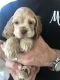 American Cocker Spaniel Puppies for sale in Little Elm, TX, USA. price: NA