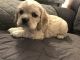 American Cocker Spaniel Puppies for sale in Lakeland, FL, USA. price: NA