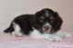 American Cocker Spaniel Puppies for sale in 640 Walker Rd, Great Falls, VA 22066, USA. price: NA