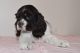 American Cocker Spaniel Puppies for sale in 640 Walker Rd, Great Falls, VA 22066, USA. price: $1,500