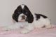 American Cocker Spaniel Puppies for sale in 640 Walker Rd, Great Falls, VA 22066, USA. price: NA