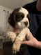 American Cocker Spaniel Puppies for sale in Ezel, KY 41425, USA. price: NA