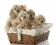 American Cocker Spaniel Puppies for sale in Nashville, TN, USA. price: $1,000